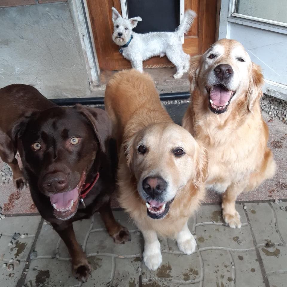 2 goldens 1 lab