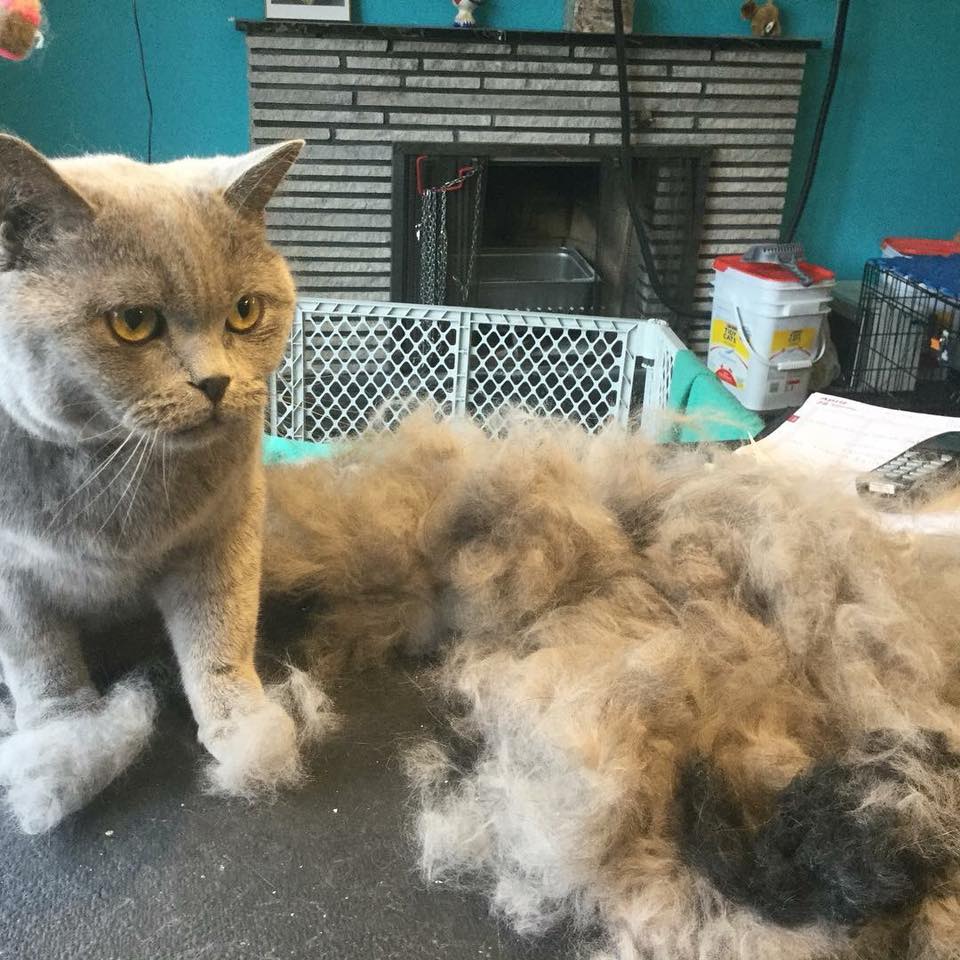 leo cat shedding