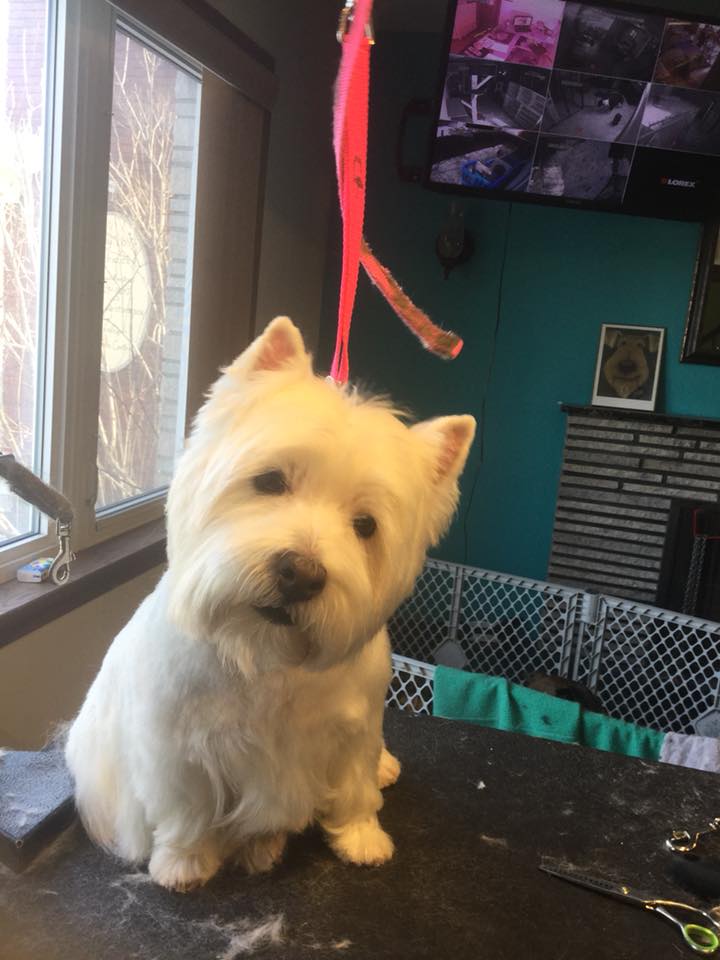 westie after